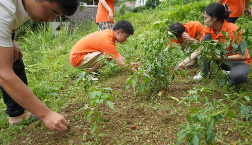 【劳育】志愿者在菜地劳作 【劳育】志愿者在菜地劳作